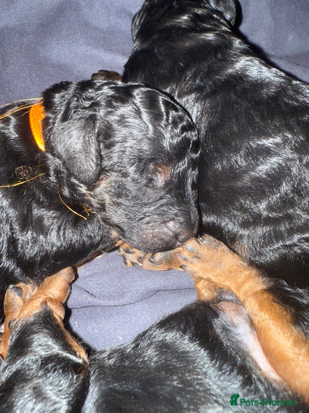 Cockapoo dogs for sale: 3 healthy phantom F1B cockapoo boys for sale  - Image 26