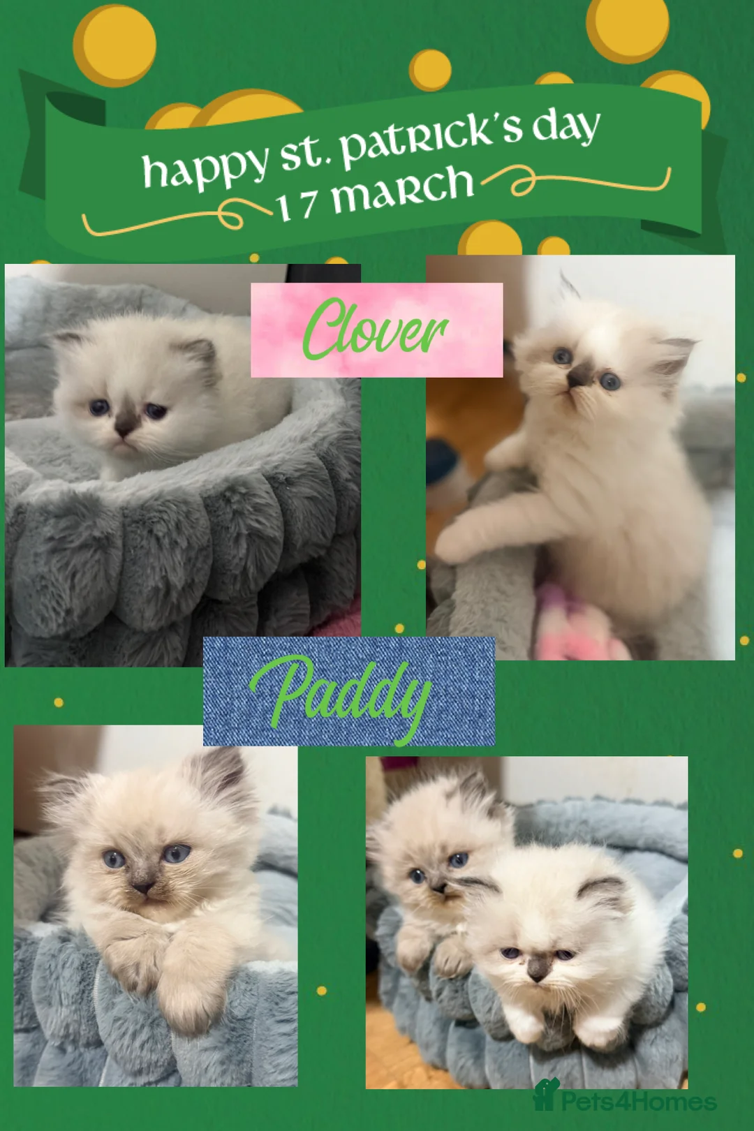 Ragdoll cats for sale: 2 Stunning Ragdoll x Persian available now ❤️ - Advert 2