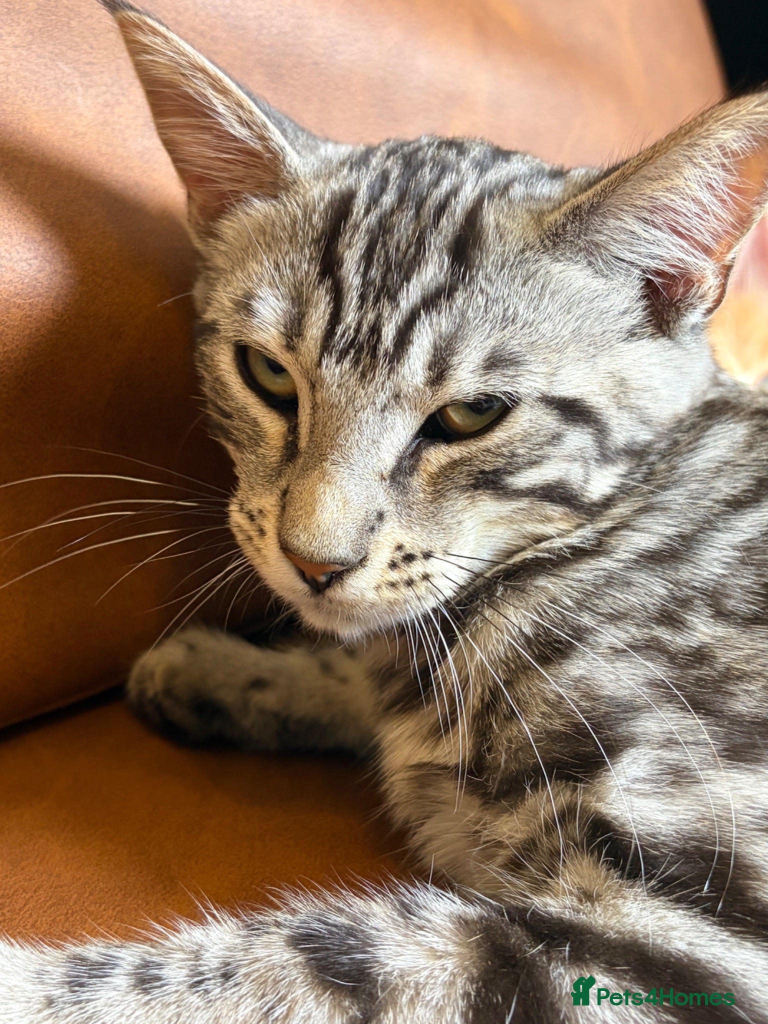 Maine Coon cats Champion XL Russian Maine coon X GCCF bengal - Advert 2