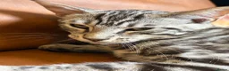Maine Coon cats for sale: Champion XL Russian Maine coon X GCCF bengal - Advert 4