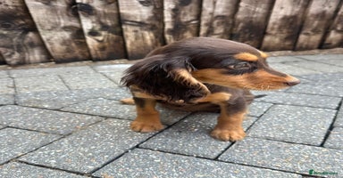 Cocker Spaniel dogs - Advert 5