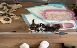 Mixed Breed cats for sale: Beautiful kittens  - Image 8