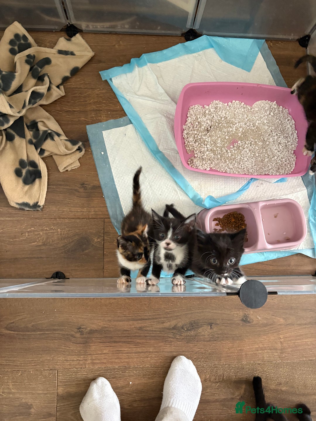 Mixed Breed cats for sale: Beautiful kittens  - Image 8
