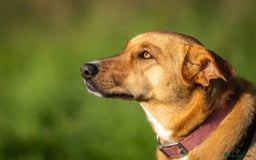Mixed Breed dogs for adoption: Beautiful Maya is looking for her forever family  - Advert 4