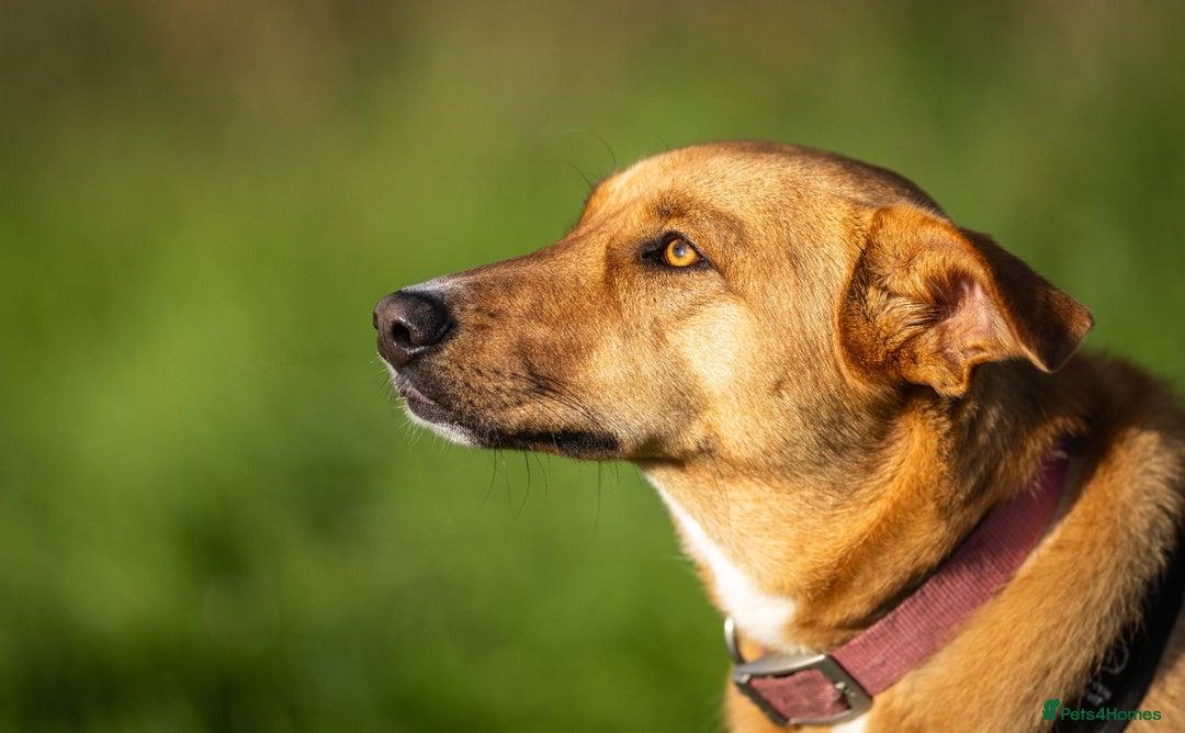 Mixed Breed dogs for adoption: Beautiful Maya is looking for her forever family  - Advert 4