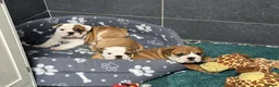 English Bulldog dogs for sale: LAST GIRL LEFT! KC Bulldog Puppy CHAMPION LINES - Advert 5