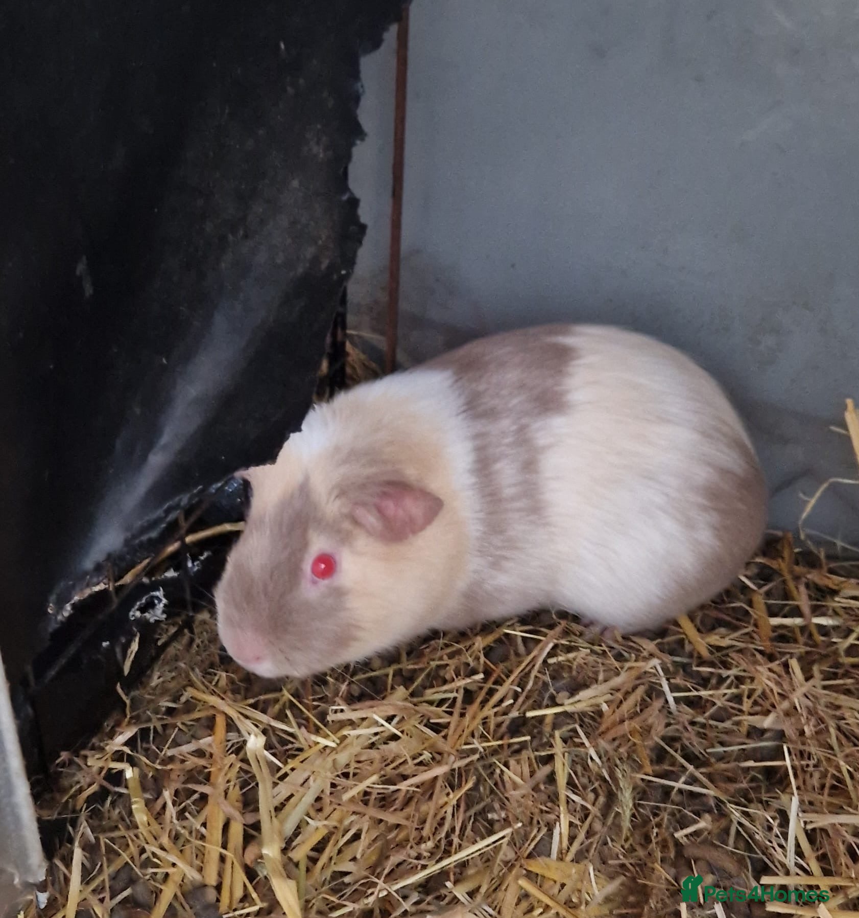 Guinea Pig rodents 12 Guinea pigs  - Advert 14