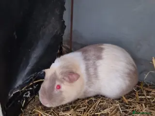 Guinea Pig rodents 12 Guinea pigs - Advert 14