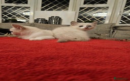 Ragdoll cats for sale: GCCF Pedigree Ragdolls Champion daddy - Image 5