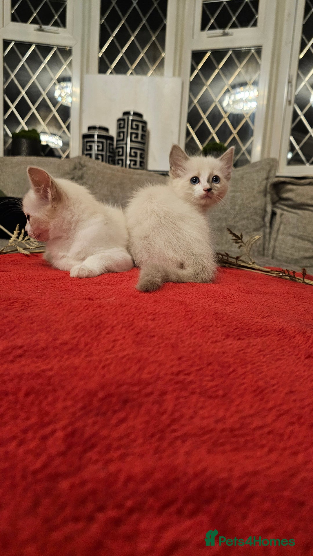Ragdoll cats for sale: GCCF Pedigree Ragdolls Champion daddy - Image 5