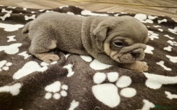 English Bulldog dogs for sale: English bulldogs! SERIOUS DNA  - Image 2