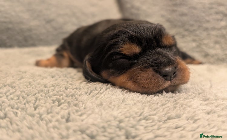 Cavalier King Charles Spaniel dogs - Advert 1