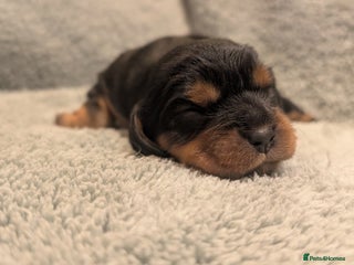 Cavalier King Charles Spaniel dogs - Advert 1