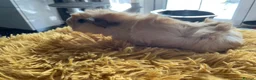 Guinea Pig rodents for sale: Georgeous Piggles - Advert 7