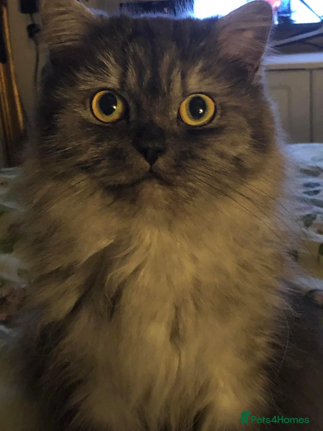 Persian cats for sale: READY TO LEAVE - OFFERS CONSIDERED  in Telford - Advert 19