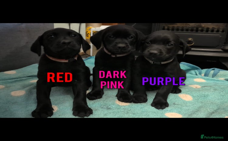 Labrador Retriever dogs - Advert 2