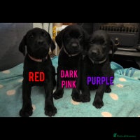 Labrador Retriever dogs - Advert 3