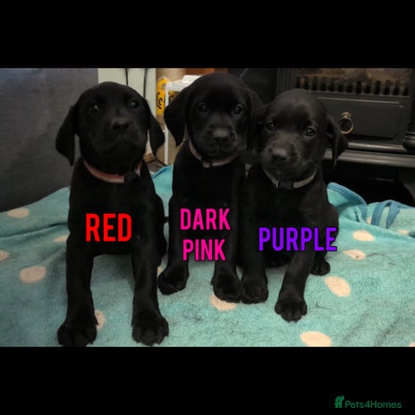 Labrador Retriever dogs - Advert 2