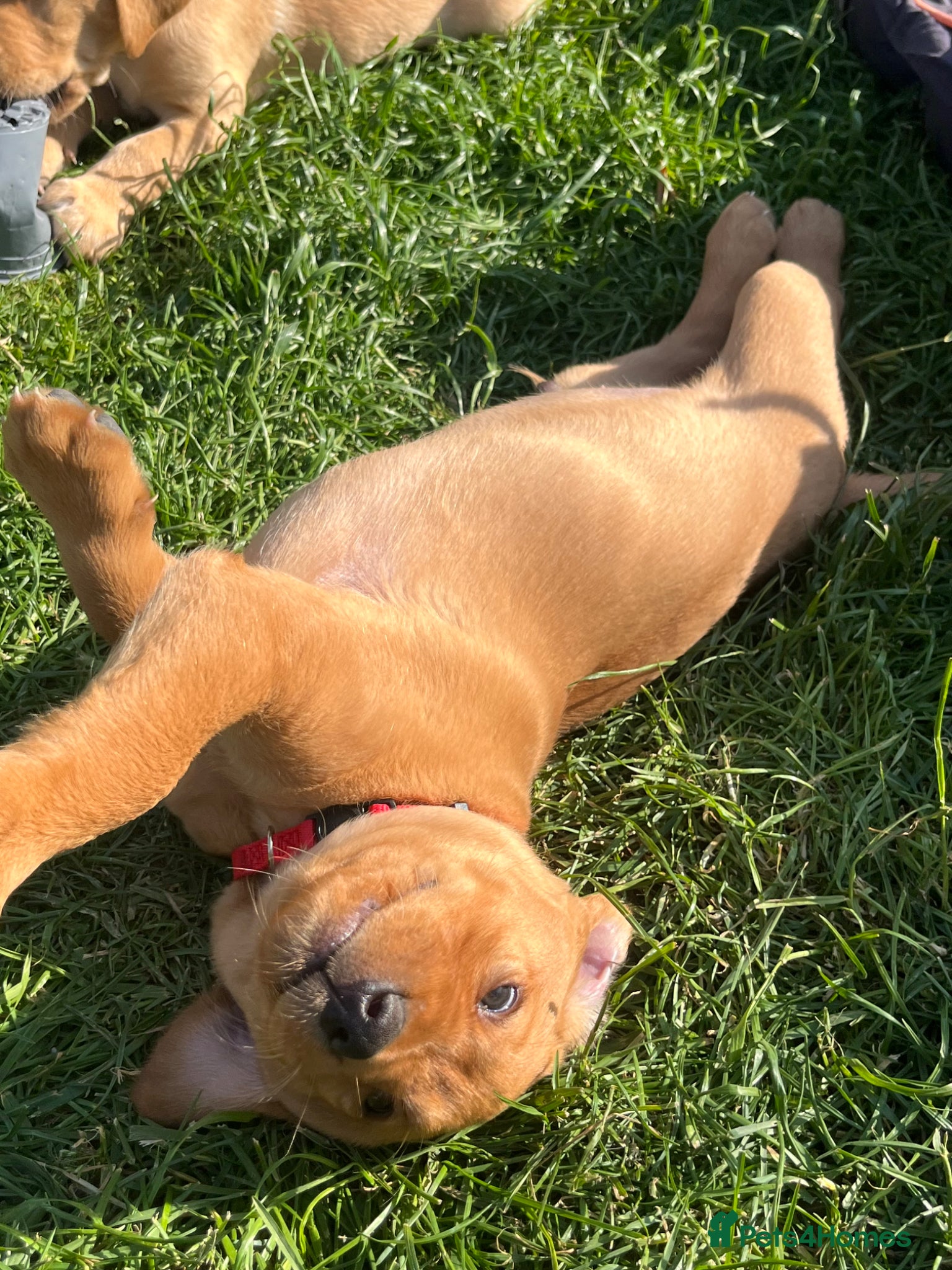 Labrador Retriever dogs for sale: Stunning Labrador pups - Advert 9