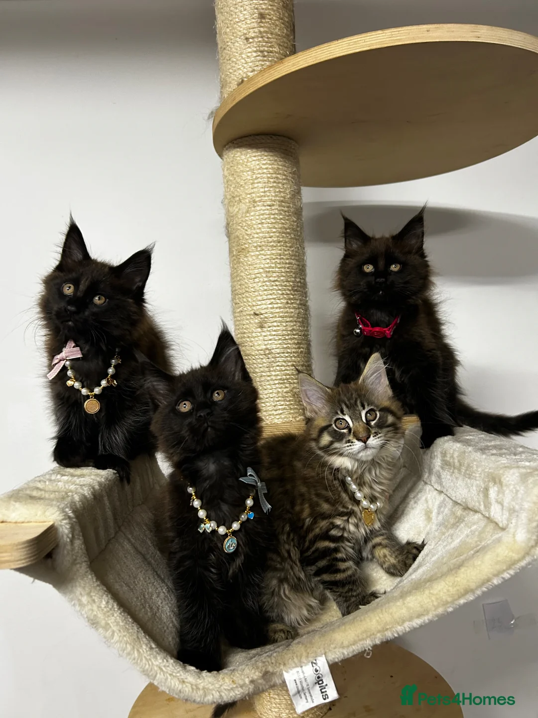 Maine Coon cats for sale: Maine coon 3girls & 1 boy  - Advert 1