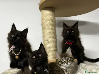 Maine Coon cats Maine coon 3girls & 1 boy - Advert 10