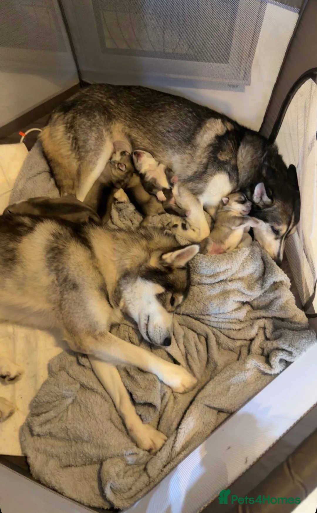Siberian Husky dogs for sale: Siberian husky puppies  - Advert 1