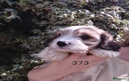 Cavachon dogs for sale: Beautiful F1 cavachons  - Image 6