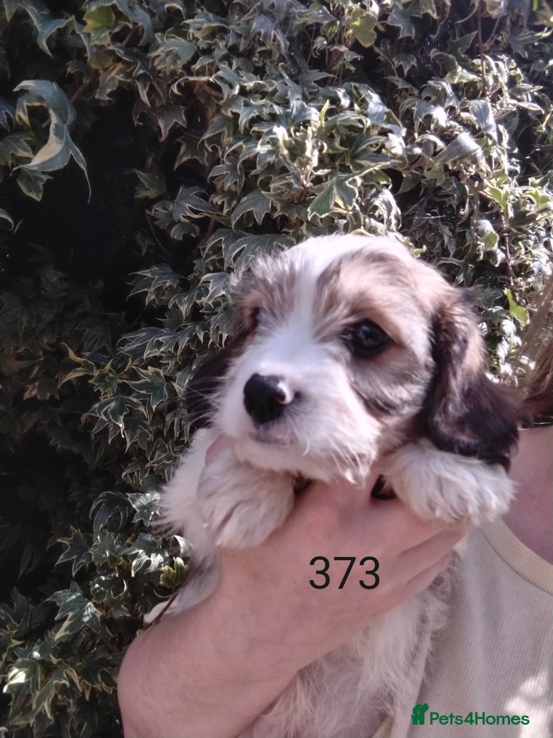 Cavachon dogs for sale: Beautiful F1 cavachons  - Image 6