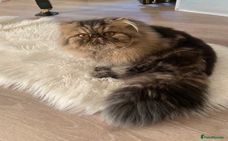 Persian cats Magnificent Show Quality Boy - Advert 3