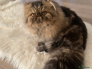 Persian cats Magnificent Show Quality Boy - Advert 1