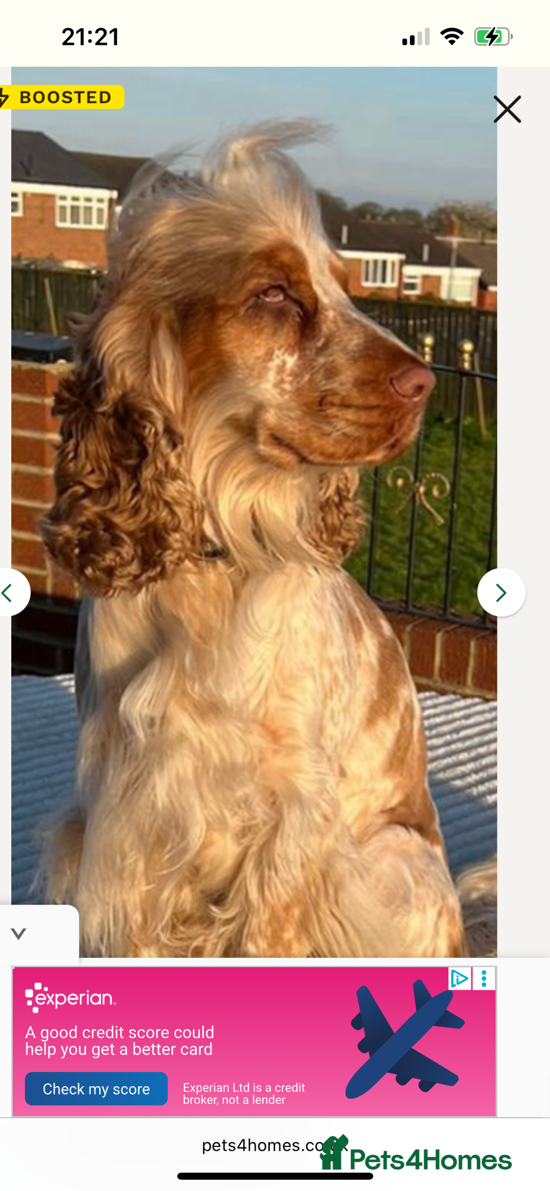 Cocker Spaniel dogs for sale: Chocolate roan show cocker spaniel boy - Image 4