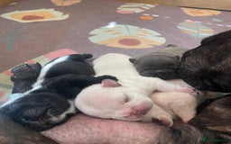 French Bulldog dogs for sale: KC Reg Frenchie Puppies - Image 7