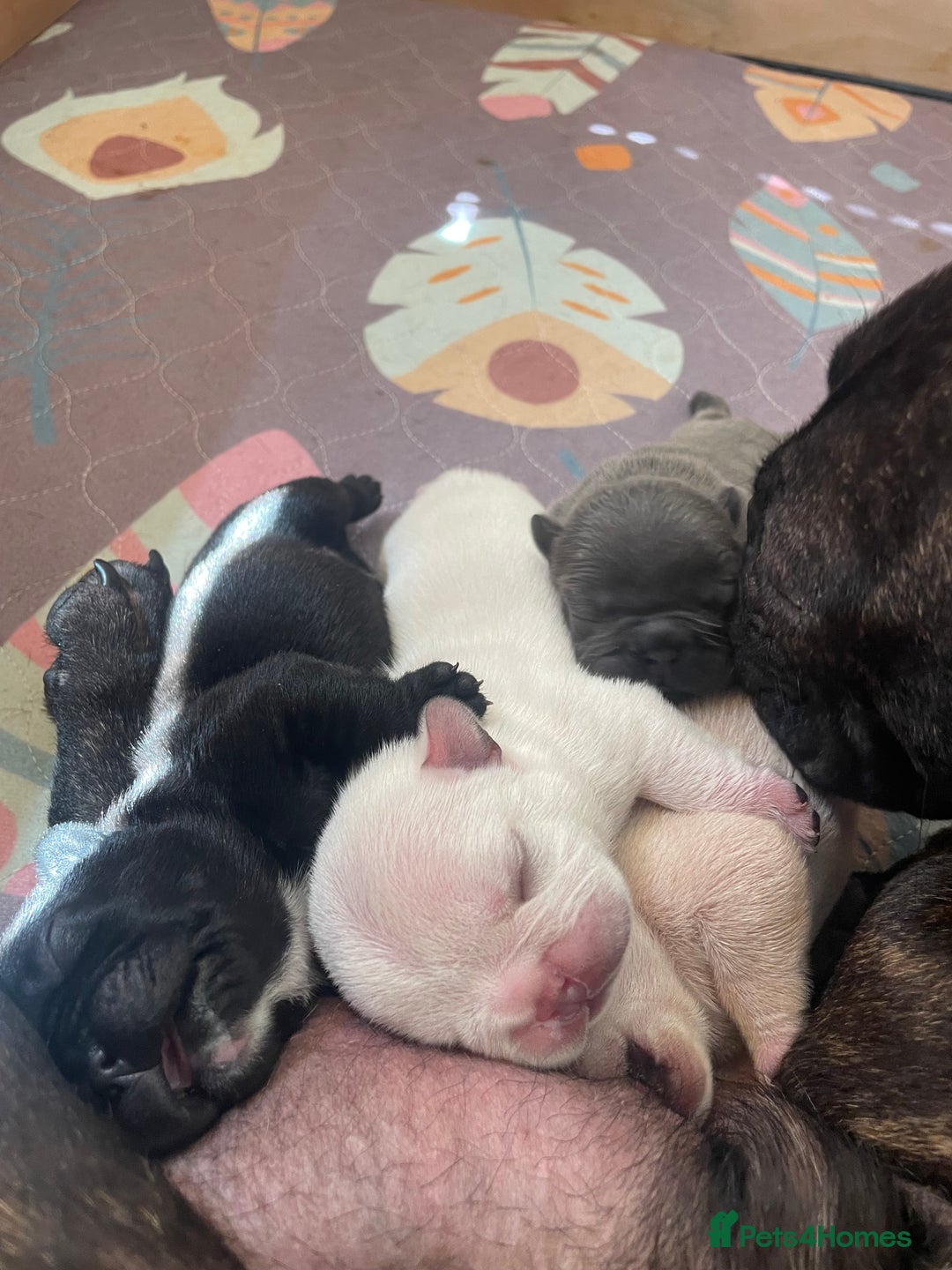 French Bulldog dogs for sale: KC Reg Frenchie Puppies - Image 7