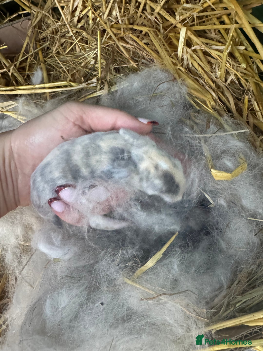 Mini Lop rabbits for sale: ✨ Beautiful Lops ✨  - Advert 21