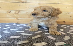 Australian Labradoodle dogs for sale: 💕 Stunning Australian Labradoodles! 💕 - Image 16