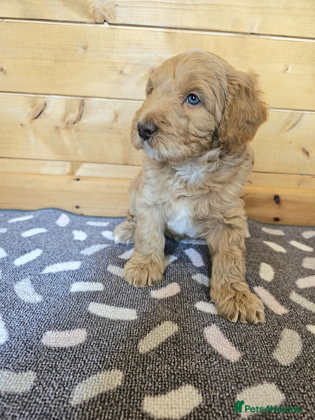 Australian Labradoodle dogs for sale: 💕 Stunning Australian Labradoodles! 💕 - Image 16