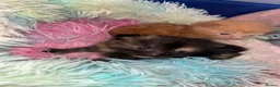 Mixed Breed cats for sale: Long haired ginger females kittens - Advert 10
