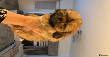 Shih Tzu dogs in Glasgow - Advert 9