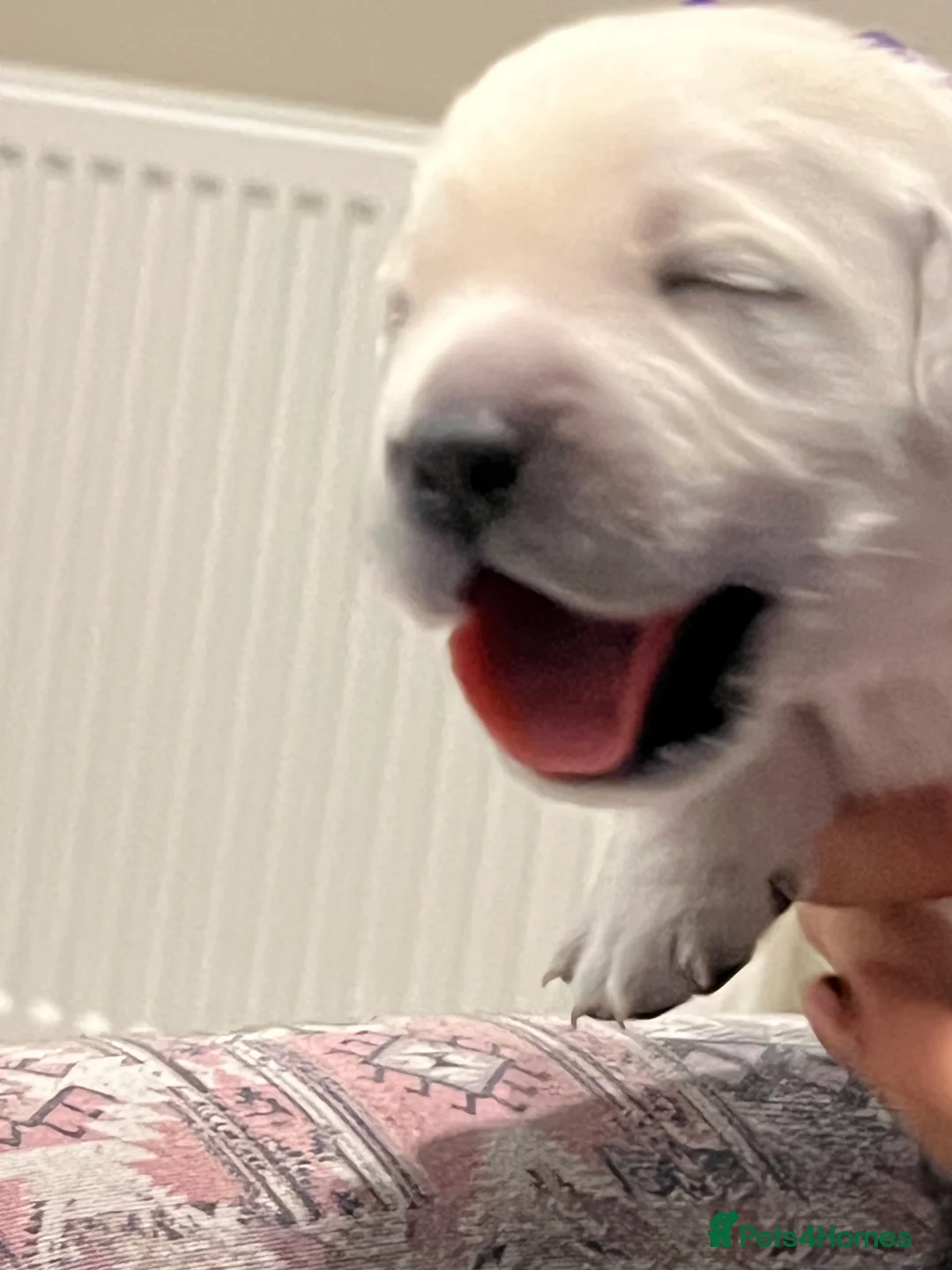 Golden Retriever dogs for sale: Exceptional Show Champion Litter   - Advert 31