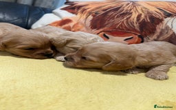 Cavapoo dogs for sale: Cavapoo F1 puppies some stunning colours - Image 10