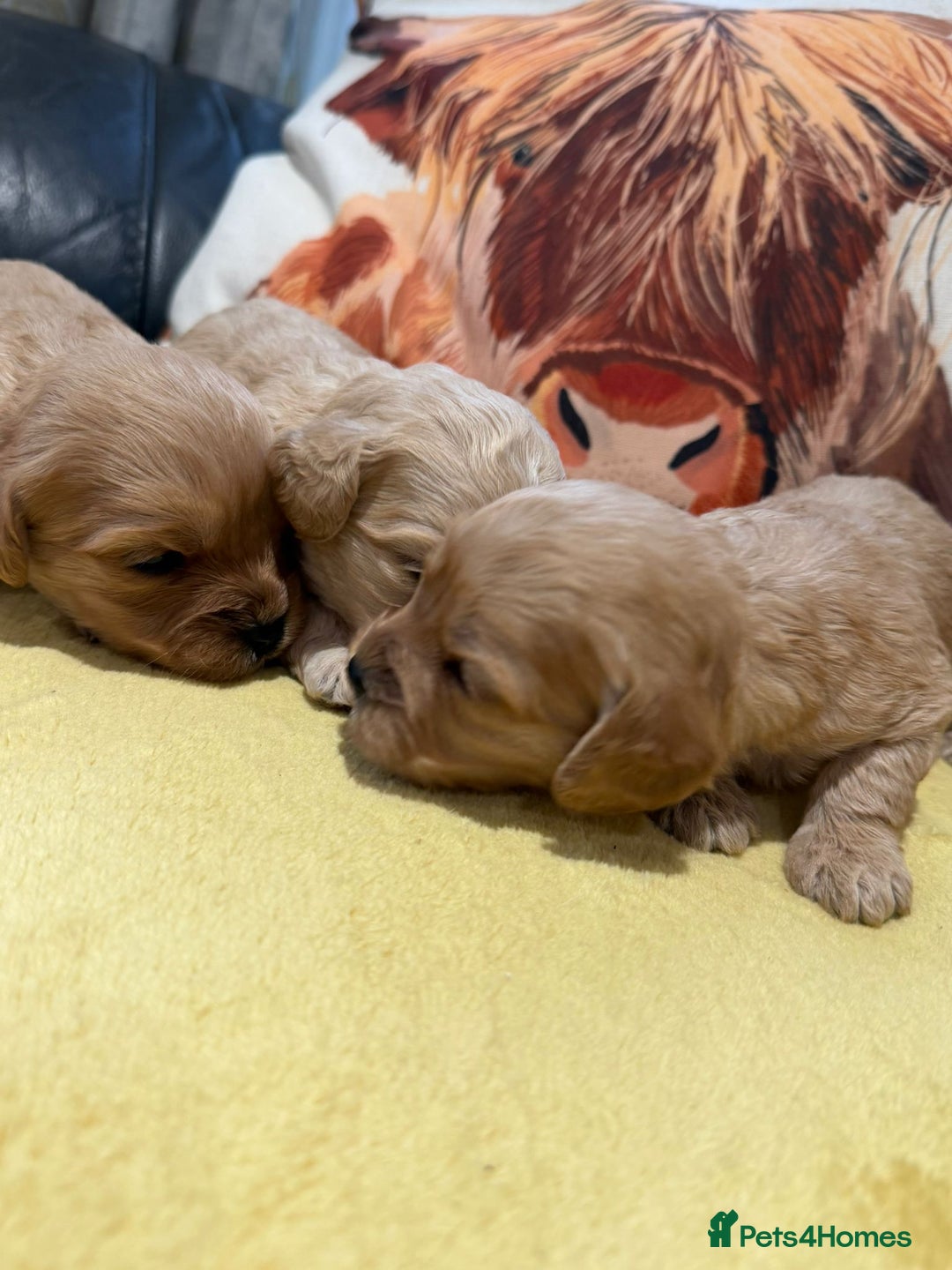 Cavapoo dogs for sale: Cavapoo F1 puppies some stunning colours - Image 10