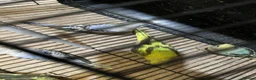 Budgerigars birds for sale: Budgies  - Advert 15