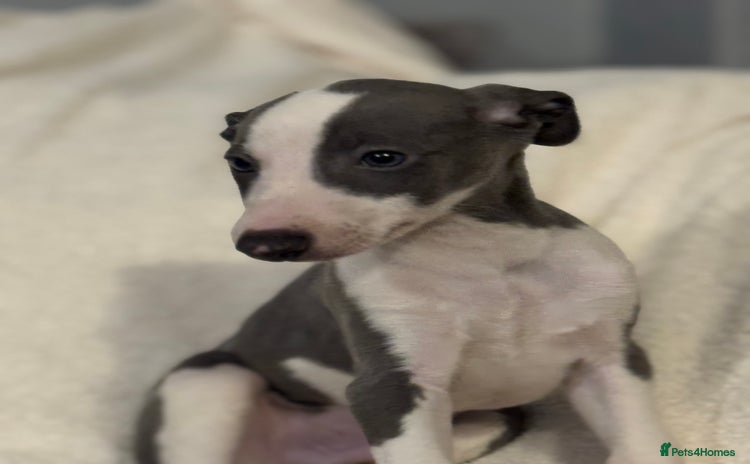 Whippet dogs - Advert 1
