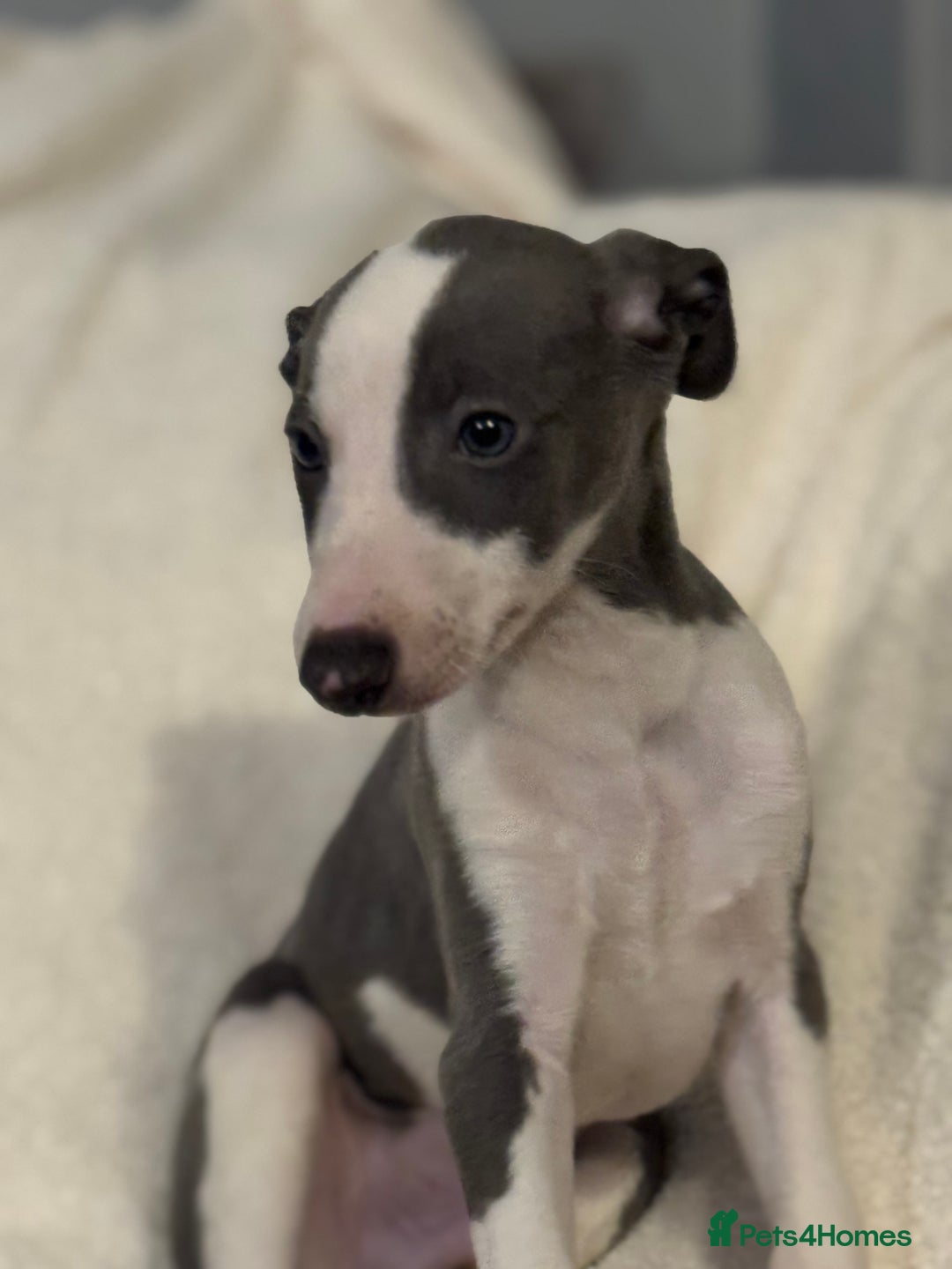 Whippet dogs for sale: Beautiful Whippet Boy 💙 - Image 1