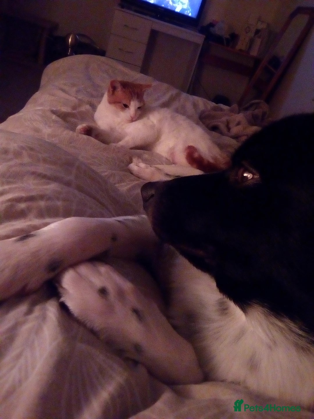 Border Collie dogs for sale: Border collie needs loving home - Advert 2