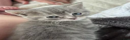Persian cats for sale: Persian babies ready  in Horley - Advert 8