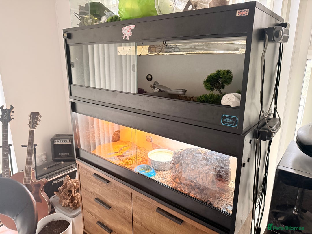 Bearded Dragon reptiles for sale: Beautiful bearded dragon looking for new home  - Advert 3