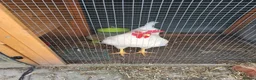 Chickens poultry for sale: Male Leghorn Cockerel  - Advert 1