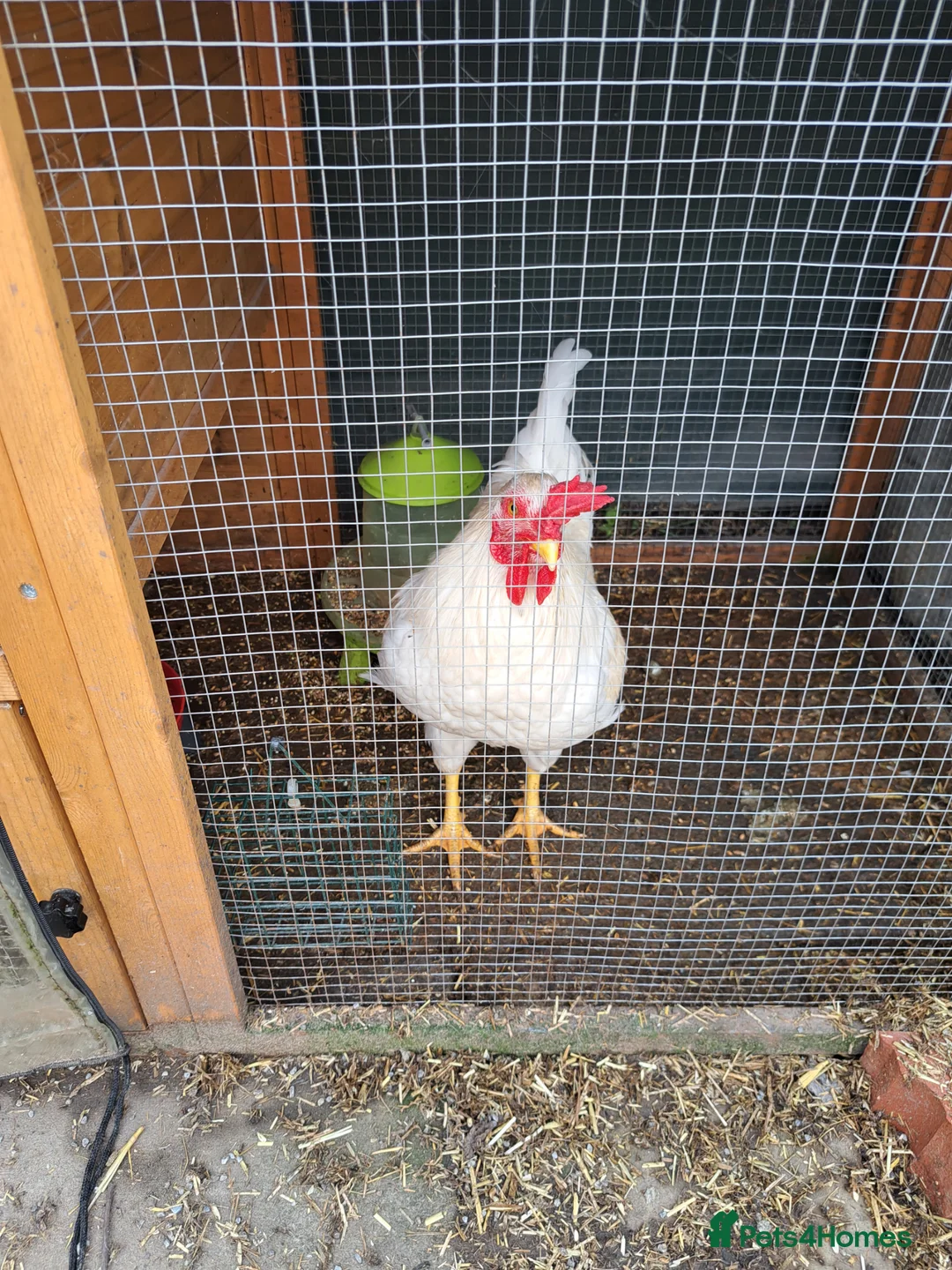 Chickens poultry for sale: Male Leghorn Cockerel  - Advert 1