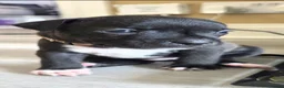 Staffordshire Bull Terrier dogs for sale: Exceptional Staffordshire Bull Terriers for sale - Advert 26